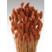 PHALARIS Burnt Oak 24"